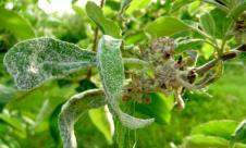 Făinarea mărului Făinarea mărului